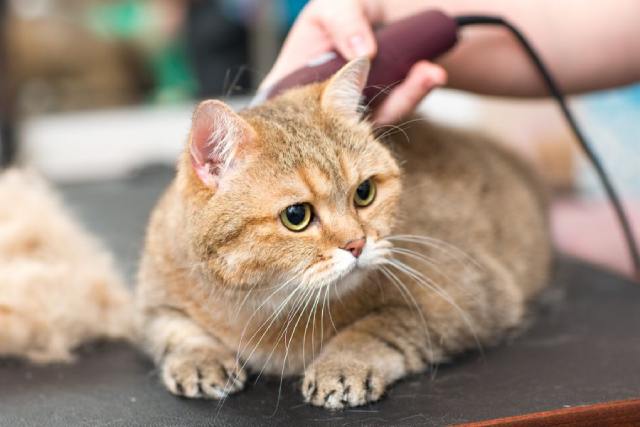 a vet grooming a cat