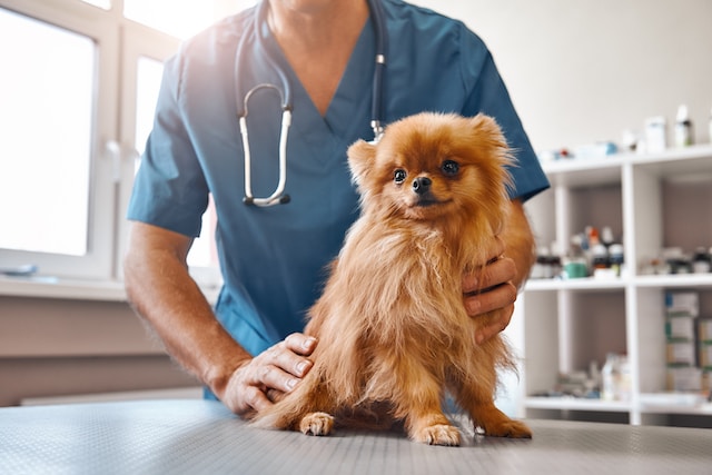 a vet in a blue scrubs holding a small dog