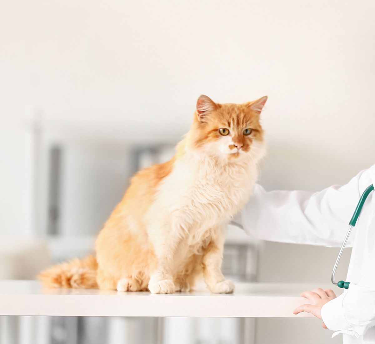 Veterinarian examining cat in clinic