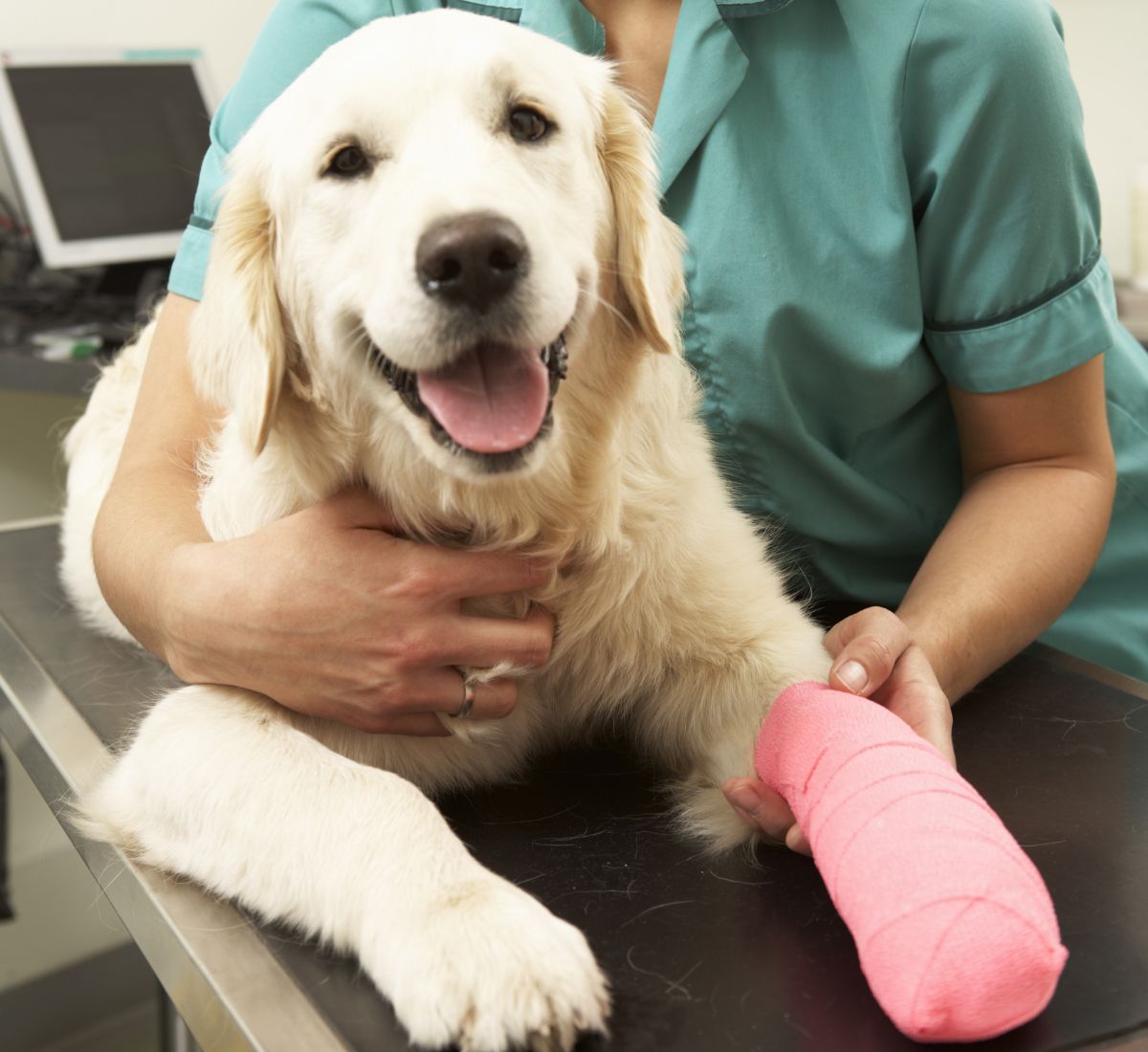 Dog with a cast on its arm