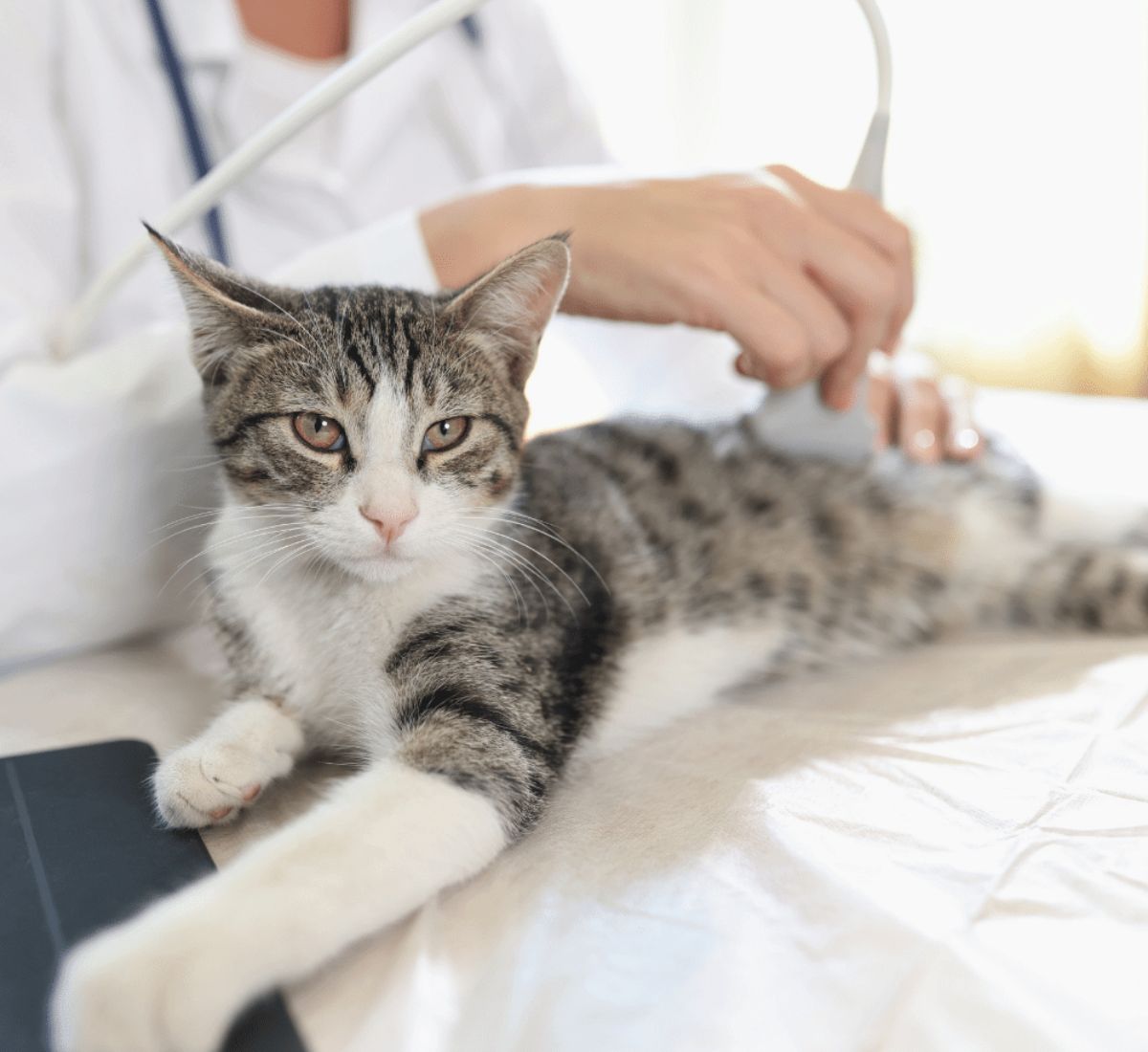 Ultrasound scan for adult cat