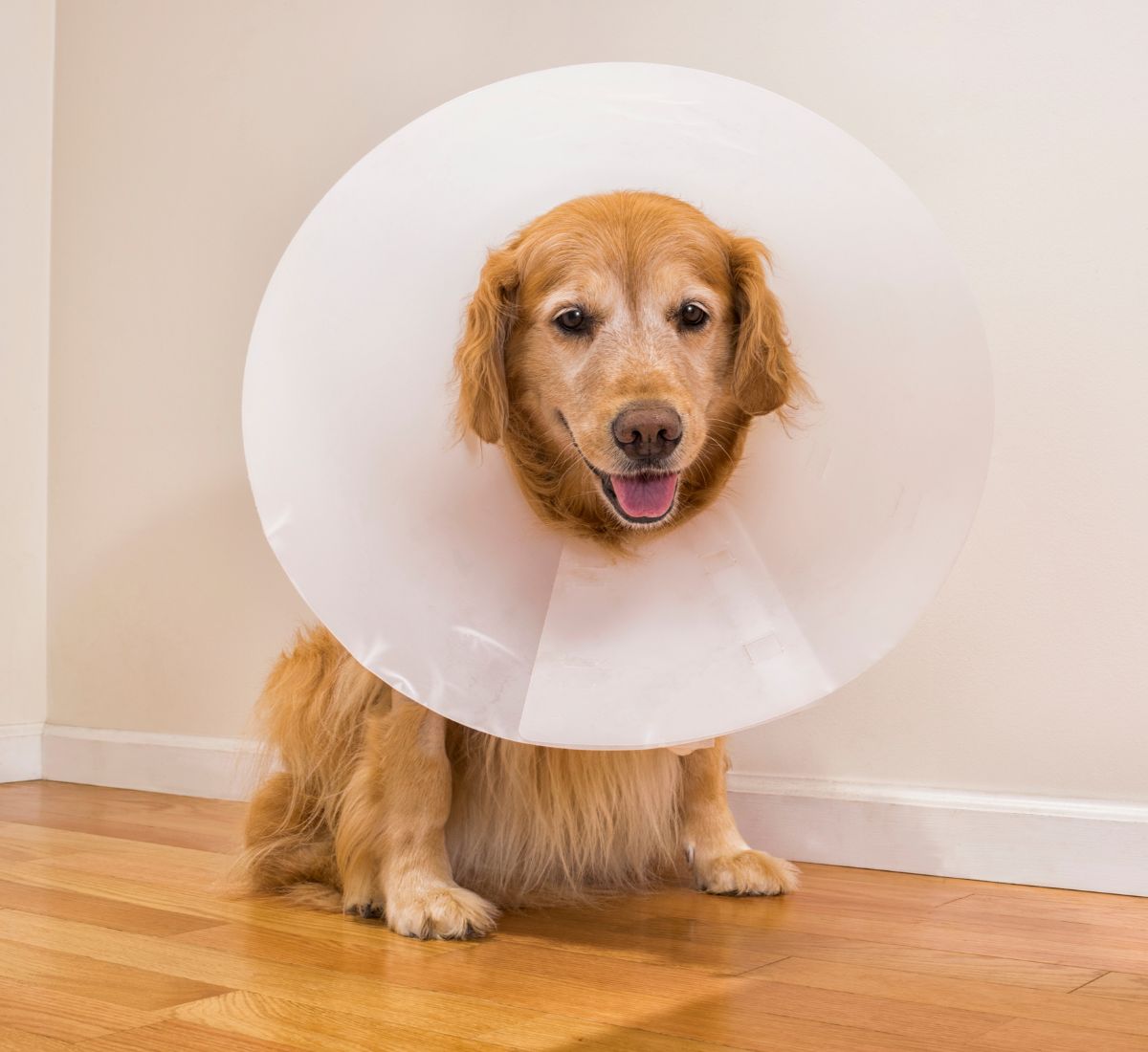 Dog wearing e-collar after surgery