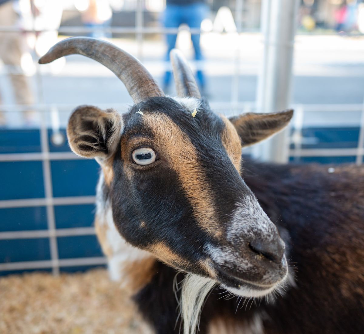 a goat with horns looking at camera