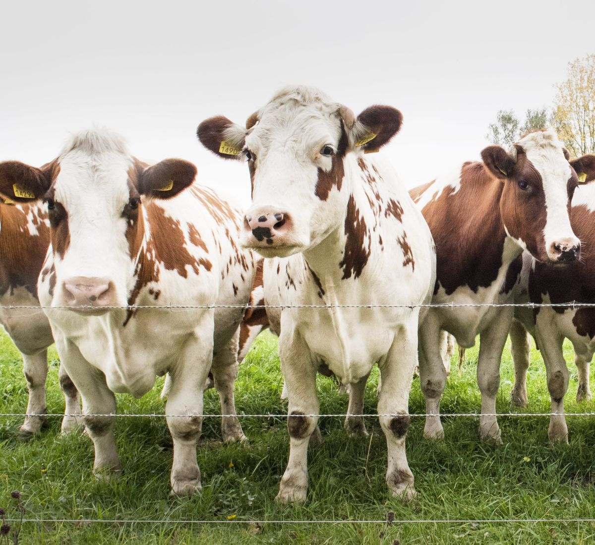 a group of cows behind a wire fence