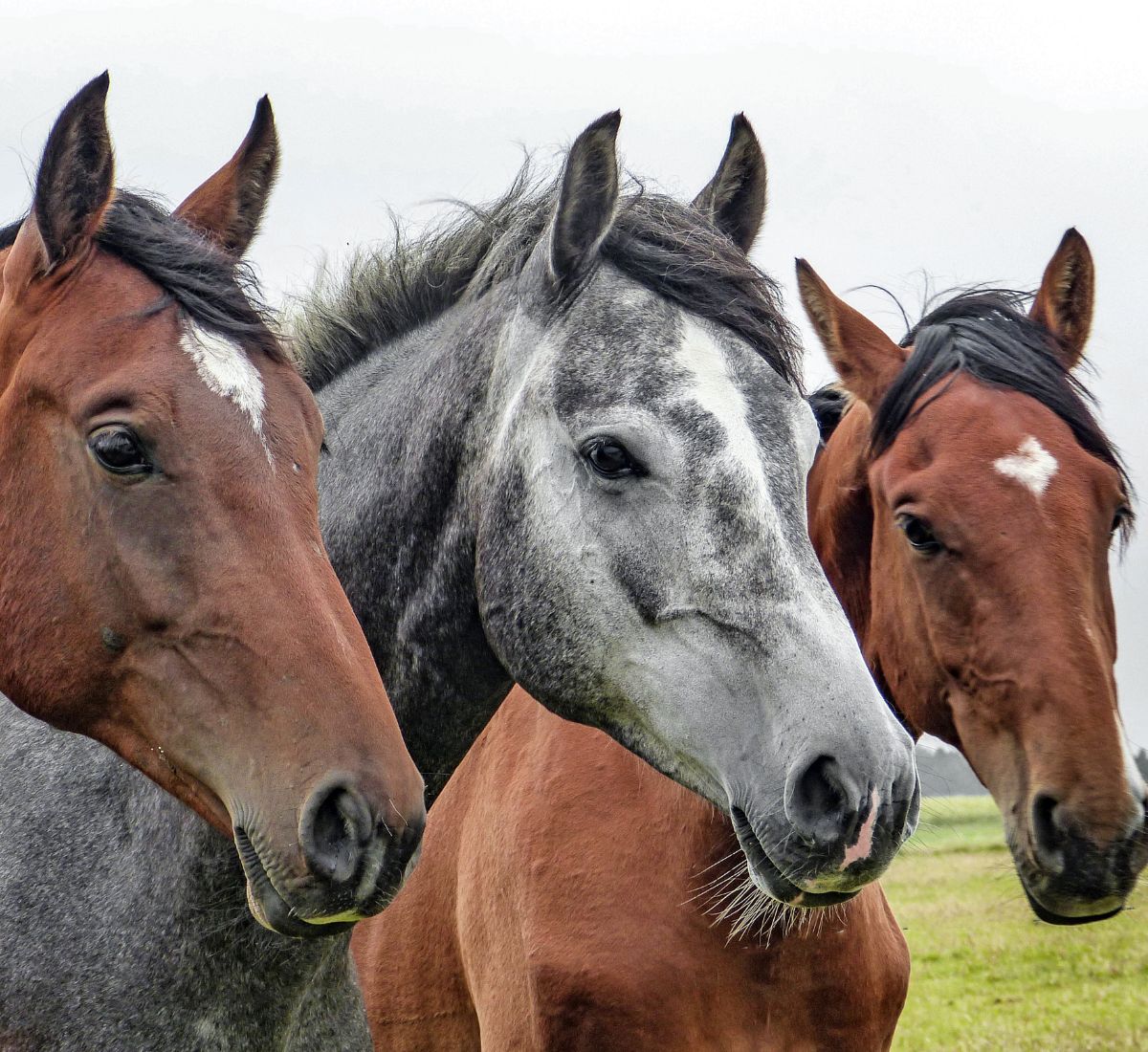 a group of horses standing in a field