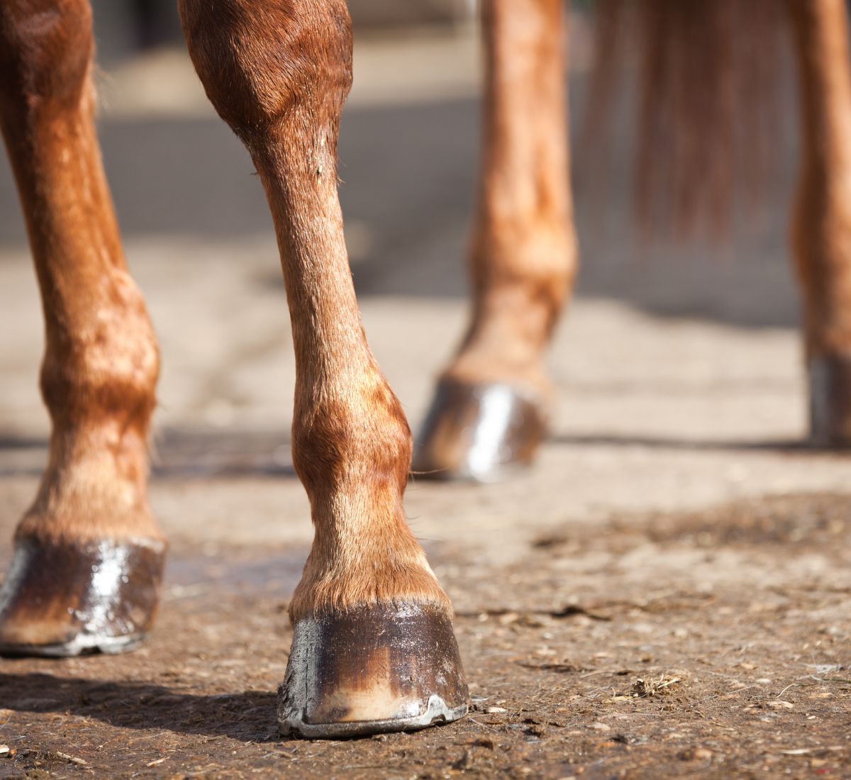 close up of a horse's hooves